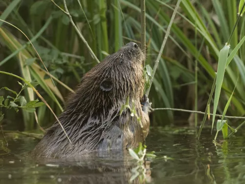  Beaver Eating at Ham Fen by Terry Whittaker