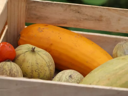 autumn vegetables in box