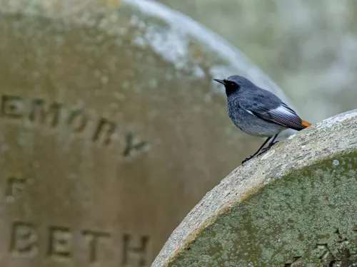  Black redstart