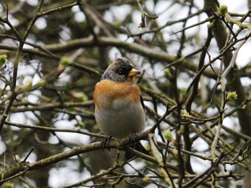 Male brambling