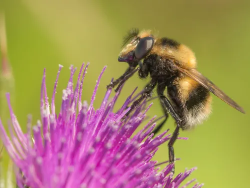 A bumblebee mimic hoverfly on a purple thistle flower. It's a fuzzy black and yellow hoverfly with a white tip to the abdomen, looking just like a bee. It's given away by its large eyes and short antennae