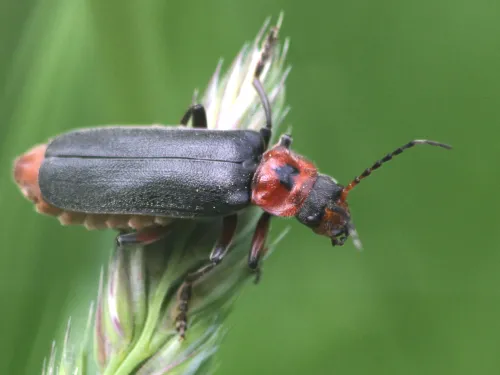 Cantharis rustica, a black and red soldier beetle with a black, heart-shaped mark on its red pronotum, rests on a grass seedhead