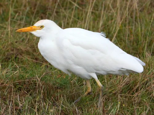 Cattle egret