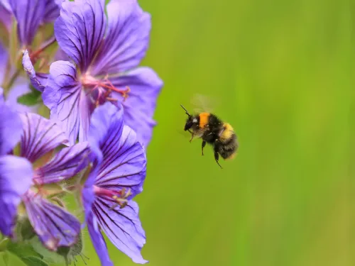 early bumble