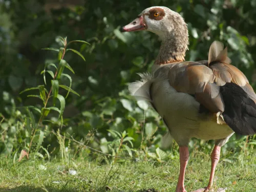 Egyptian goose