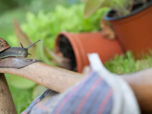 Gardening with wildlife, snail on gardening gloves with pot plants behind