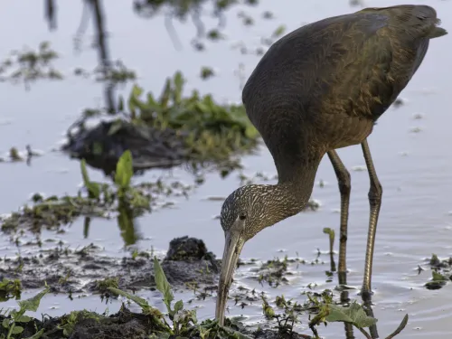 A glossy ibis probing a muddy pool margin with its beak