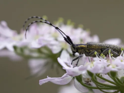 A golden-bloomed grey longhorn beetle resting on a pink flowerhead