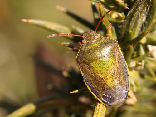 A gorse shieldbug standing on a gorse bush. IT's a green shieldbug with red antennae and yellow sides to the abdomen