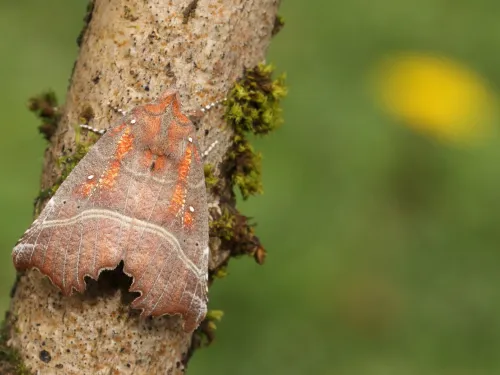 A herald moth resting on a branch