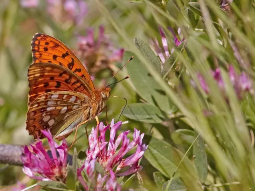 High Brown Fritillary © Stefan Johansson