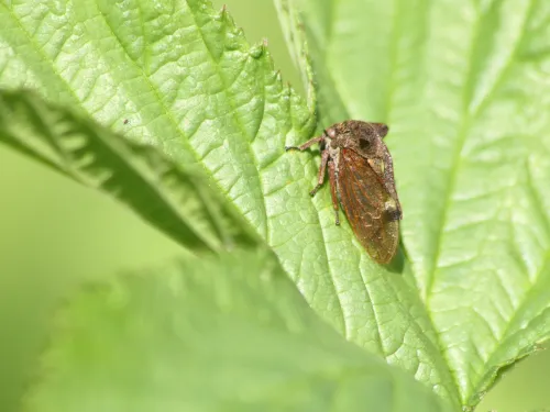 A horned treehopper sat on a leaf. It's a brown bug with two horns rising from the pronotum, which also extends back along the body in a wavy spine