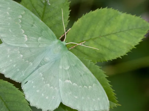 A large emerald moth resting on a leaf