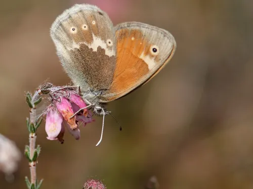 Large heath butterfly