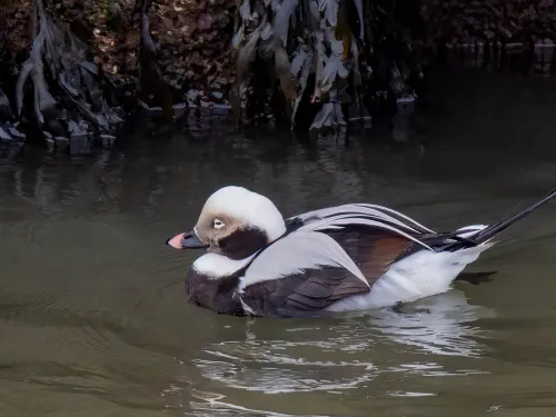 A male long-tailed duck drifting in front of the stone wall of a harbour