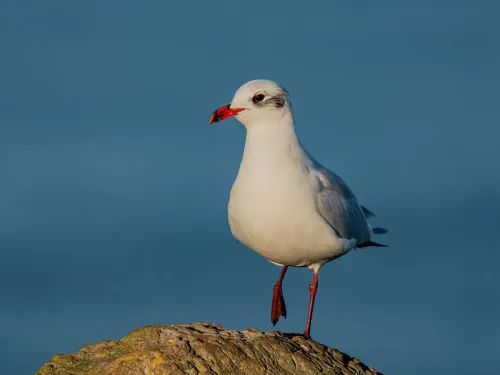 A Mediterranean gull in winter plumage stands on a rock