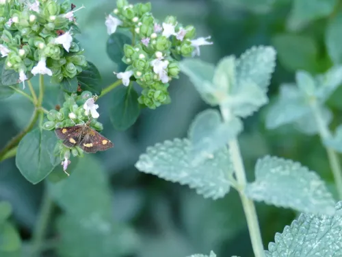 Mint moth on wild marjoram