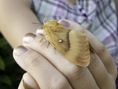An oak eggar moth resting on woman's hand