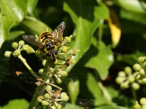 A Batman hoverfly perched on an ivy stalk. It's a yellow hoverfly with black markings, including a marking on the thorax in the shape of the Batman logo