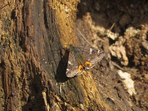 Orange underwing