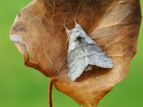 A pale tussock moth rests on a dead leaf, its fluffy legs held out in front of its body.