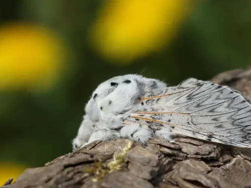 A big, fluffy puss moth resting on a tree branch