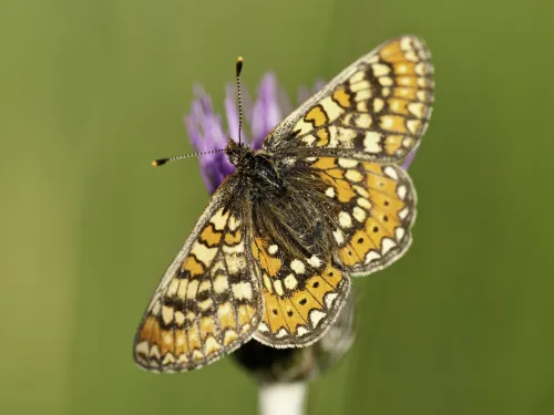 Marsh fritillary