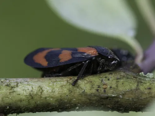 Red-and-black froghopper standing on a stem. It's a compact glossy black bug with red markings on its back. Also known as the black-and-red froghopper