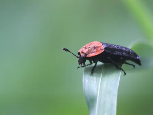 A red-breasted carrion beetle, with its distinctive red pronotum, standing on a folded over leaf