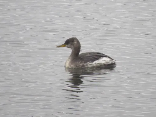 A red-necked grebe in its dusky winter plumage, drifting along a lake