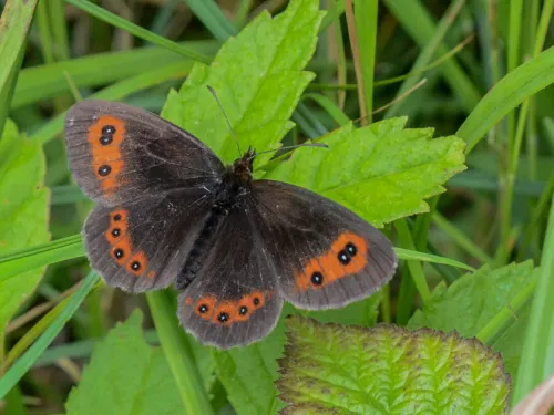 A Scotch argus butterfly resting on a leaf, its brown wings open showing the orange patches and black-bordered white spots