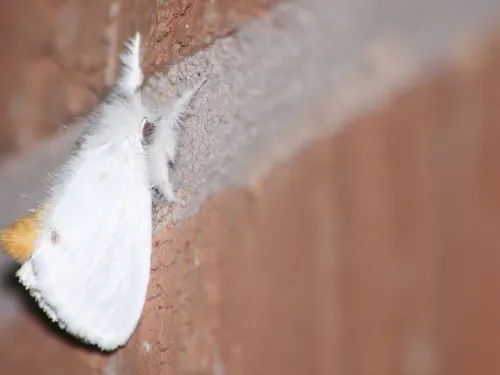 A yellow-tail moth resting on a brick wall, its abdomen curled up to reveal the distinctive yellow tail