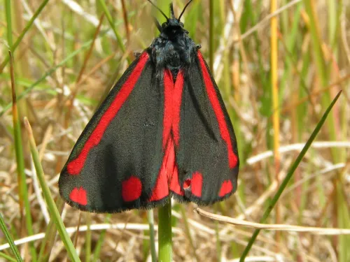 cinnabar