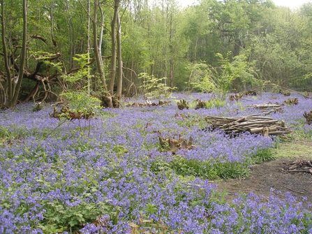 Quarry Wood