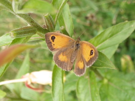 Moths and Butterfly walk at Cromer's Wood