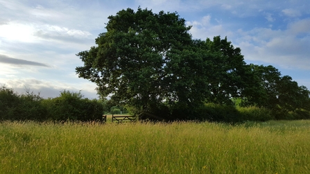 Marden Meadow