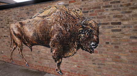 Bison mural painted in London | Kent Wildlife Trust