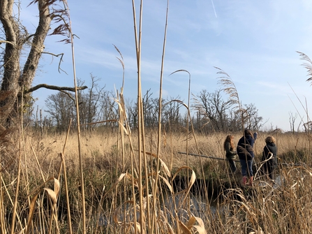 Three people stand among reeds at Ham Fen reserve