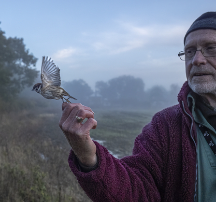 Ray Morris of Marden Wildlife Group releasing a bird during after ringing and recording