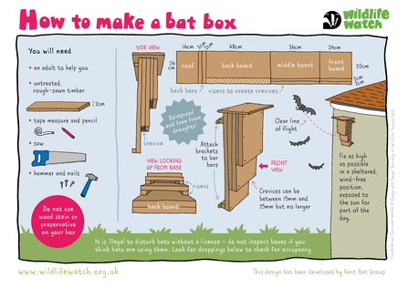 How to build a bat box - wildlife watch