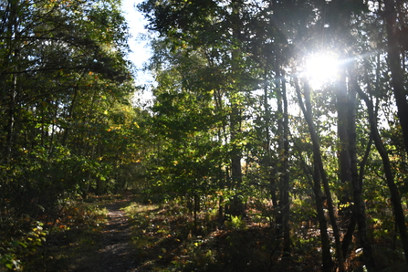 Sun shining through trees on a footpath at West Blean and Thorndon Woods