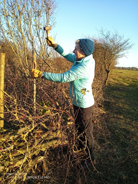 Hedge laying in Dover