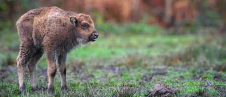 bison calf banner