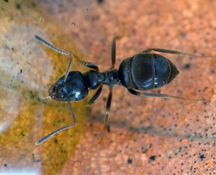 A black ant up close
