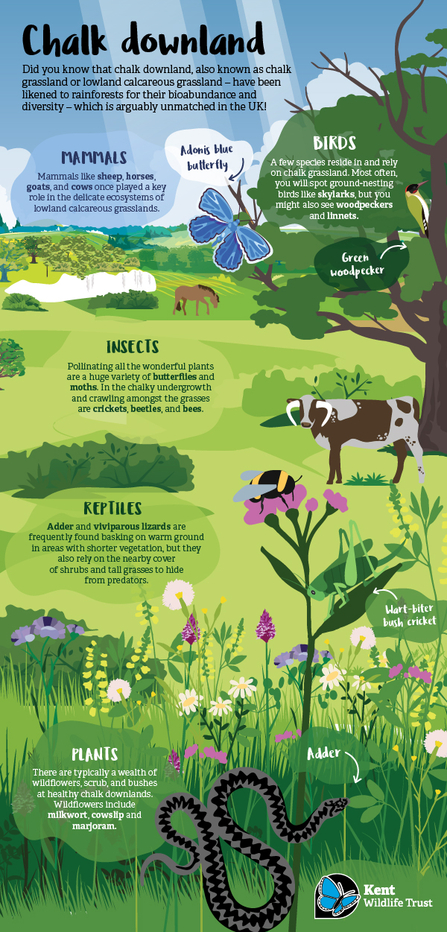 An infographic showing the various species on chalk downland, from mammals to reptiles.