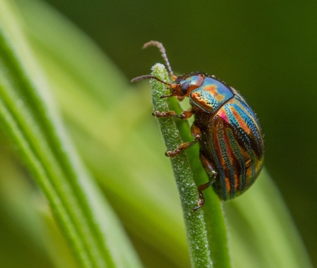 A rosemary beetle on a spring of rosemary growing outdoors.