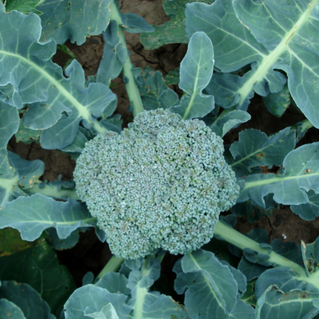 Broccoli from above, growing in a garden