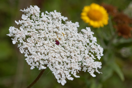 The small white umbrella flowers of a carrot
