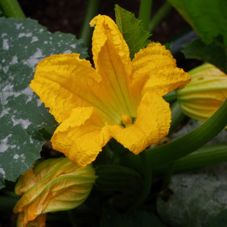 A yellow courgette flower blooming.