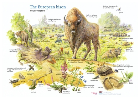 bison graphic